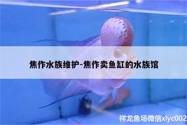 焦作水族維護(hù):焦作賣魚缸的水族館 斯維尼關(guān)刀魚