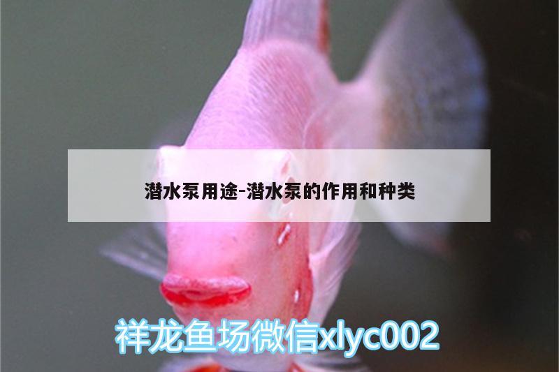 潛水泵用途:潛水泵的作用和種類 玫瑰銀版魚