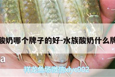 龍魚(yú)酸奶哪個(gè)牌子的好:水族酸奶什么牌子好 黃金斑馬魚(yú)