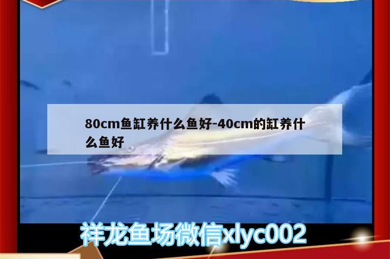 80cm魚缸養(yǎng)什么魚好:40cm的缸養(yǎng)什么魚好