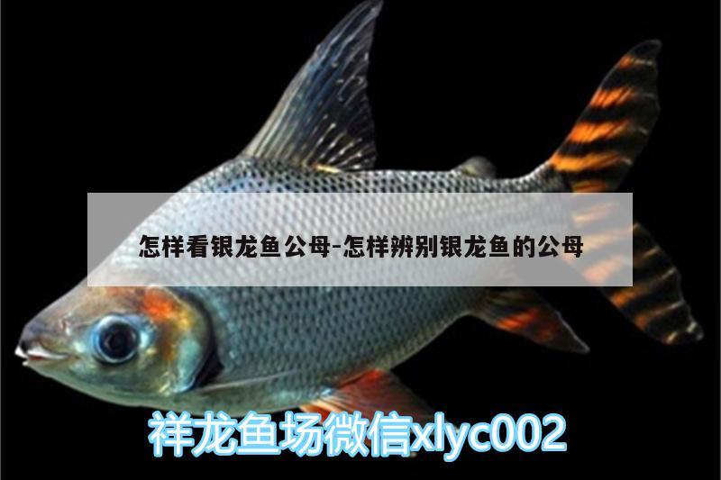 怎樣看銀龍魚公母:怎樣辨別銀龍魚的公母