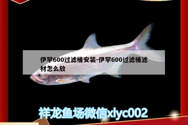 伊罕600過濾桶安裝:伊罕600過濾桶濾材怎么放 伊罕水族