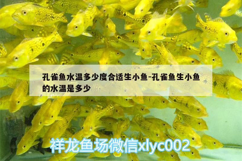 孔雀魚水溫多少度合適生小魚:孔雀魚生小魚的水溫是多少