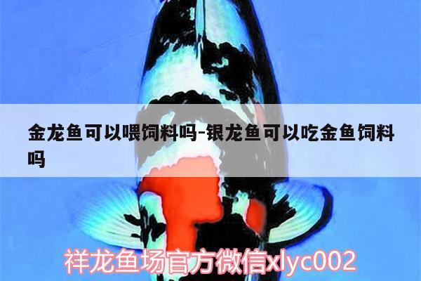 金龍魚(yú)可以喂飼料嗎:銀龍魚(yú)可以吃金魚(yú)飼料嗎