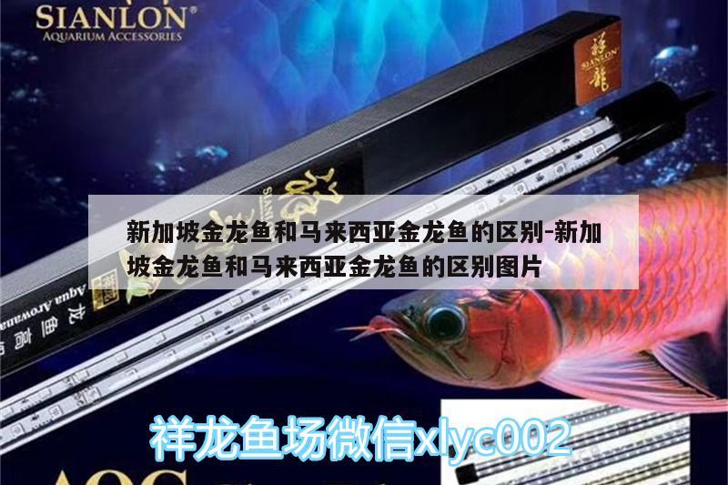 新加坡金龍魚和馬來西亞金龍魚的區(qū)別:新加坡金龍魚和馬來西亞金龍魚的區(qū)別圖片 斑馬鴨嘴魚