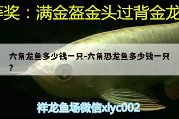 六角龍魚多少錢一只:六角恐龍魚多少錢一只?