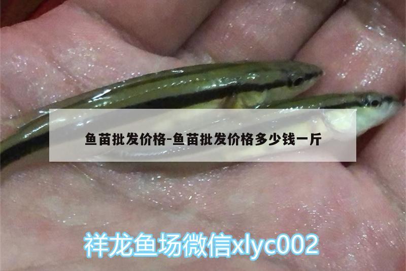 魚苗批發(fā)價格:魚苗批發(fā)價格多少錢一斤