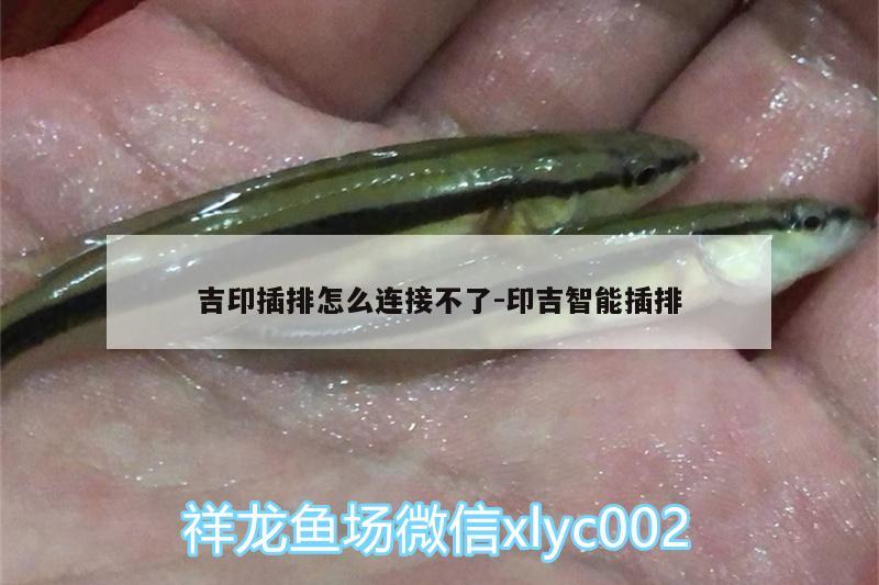 吉印插排怎么連接不了:印吉智能插排 吉印水族