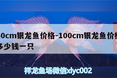 40cm銀龍魚(yú)價(jià)格:100cm銀龍魚(yú)價(jià)格多少錢(qián)一只