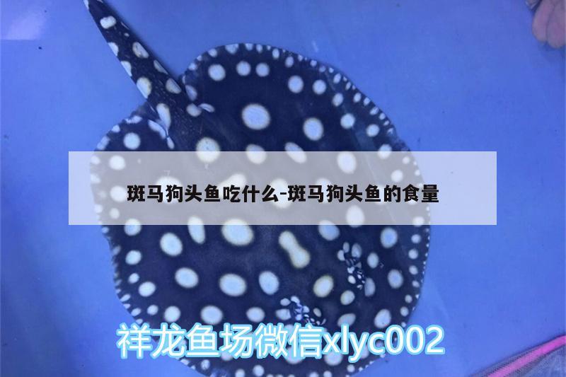 斑馬狗頭魚吃什么:斑馬狗頭魚的食量