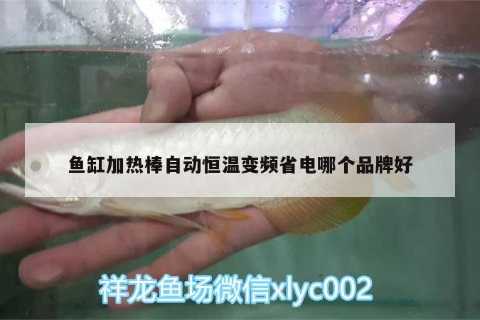 魚缸加熱棒自動恒溫變頻省電哪個品牌好 龍魚芯片掃碼器