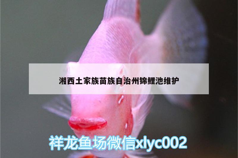 湘西土家族苗族自治州錦鯉池維護(hù) 祥龍赫舞紅龍魚