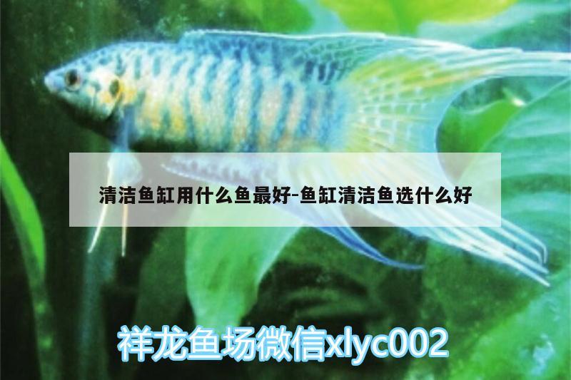 清潔魚(yú)缸用什么魚(yú)最好:魚(yú)缸清潔魚(yú)選什么好