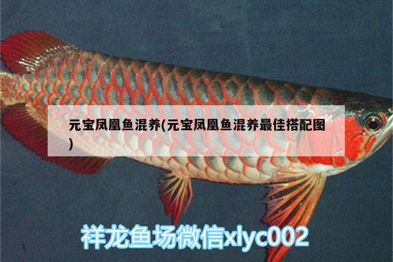 元寶鳳凰魚(yú)混養(yǎng)(元寶鳳凰魚(yú)混養(yǎng)最佳搭配圖)