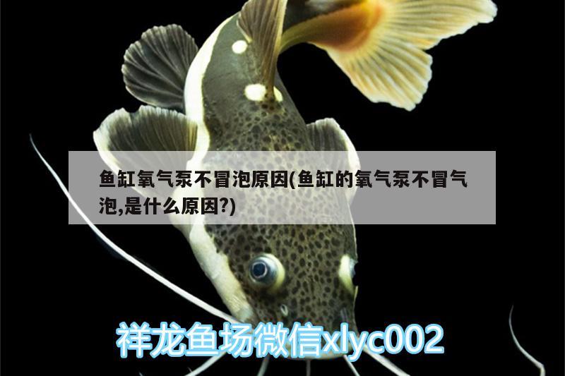 魚(yú)缸氧氣泵不冒泡原因(魚(yú)缸的氧氣泵不冒氣泡,是什么原因?) 粗線(xiàn)銀版魚(yú)