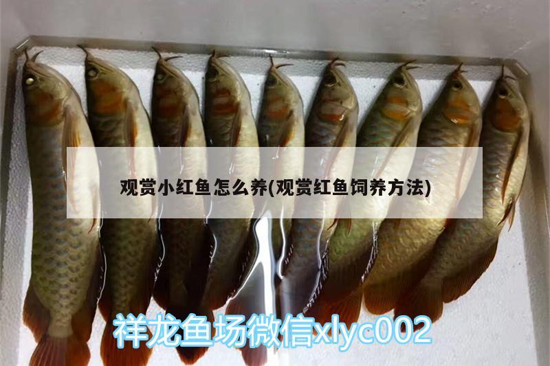 觀賞小紅魚怎么養(yǎng)(觀賞紅魚飼養(yǎng)方法) 肺魚