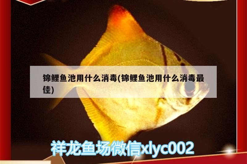 錦鯉魚(yú)池用什么消毒(錦鯉魚(yú)池用什么消毒最佳) 眼斑魚(yú)