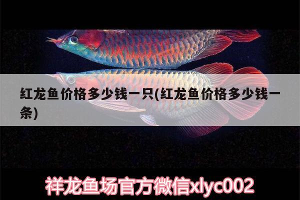 紅龍魚(yú)價(jià)格多少錢一只(紅龍魚(yú)價(jià)格多少錢一條)