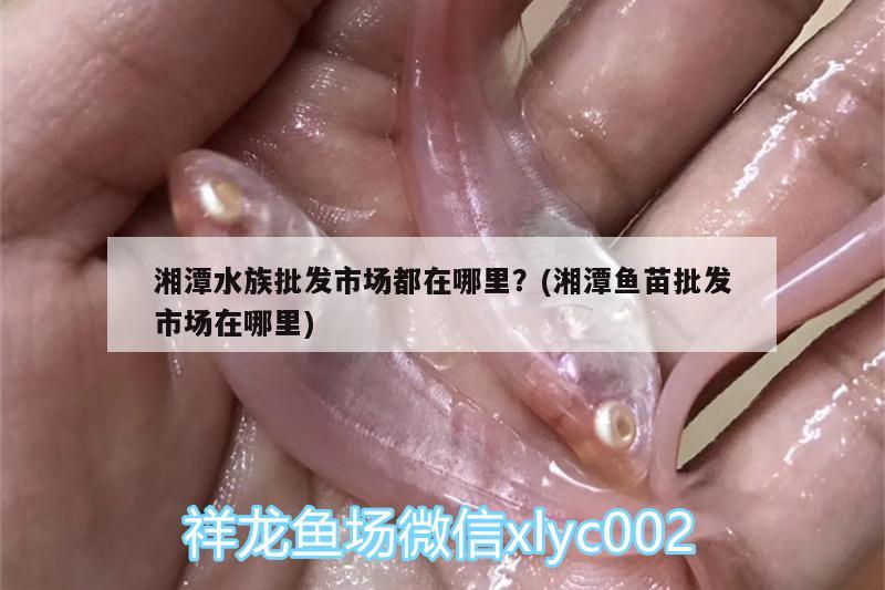 湘潭水族批發(fā)市場都在哪里？(湘潭魚苗批發(fā)市場在哪里)