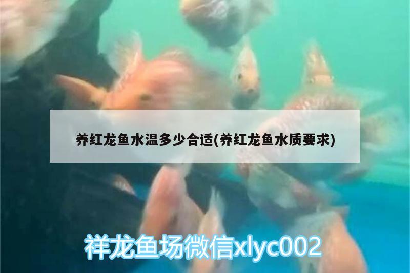 養(yǎng)紅龍魚水溫多少合適(養(yǎng)紅龍魚水質(zhì)要求)