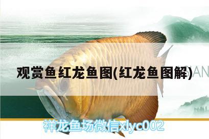 觀賞魚紅龍魚圖(紅龍魚圖解) 黃金河虎魚