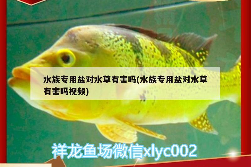 水族專用鹽對水草有害嗎(水族專用鹽對水草有害嗎視頻) 水草