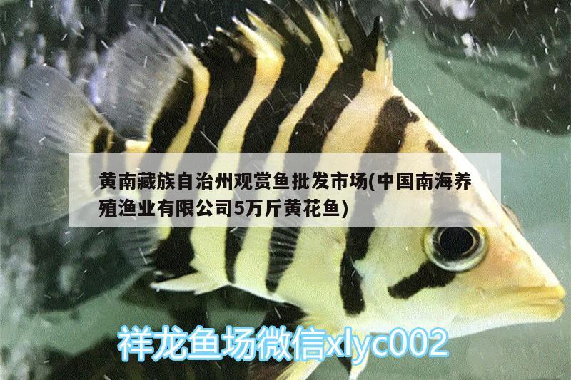 黃南藏族自治州觀賞魚(yú)批發(fā)市場(chǎng)(中國(guó)南海養(yǎng)殖漁業(yè)有限公司5萬(wàn)斤黃花魚(yú))