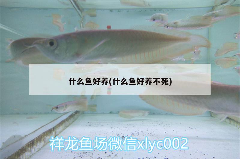 什么魚好養(yǎng)(什么魚好養(yǎng)不死) 黑云魚