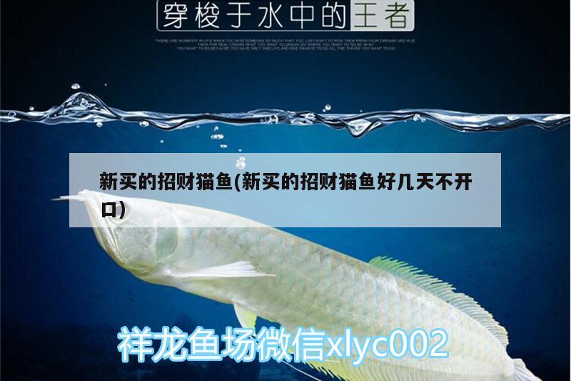 新買的招財(cái)貓魚(新買的招財(cái)貓魚好幾天不開口)