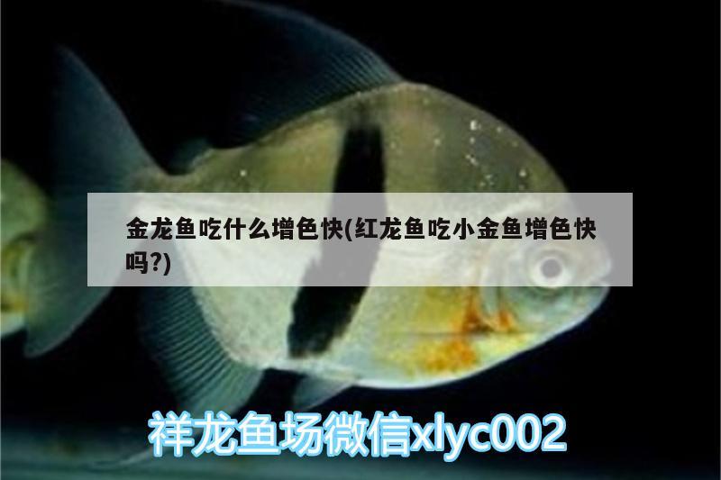 金龍魚吃什么增色快(紅龍魚吃小金魚增色快嗎?) 喂食器