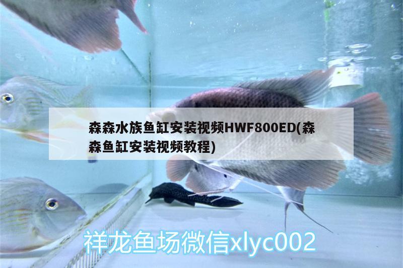 森森水族魚缸安裝視頻HWF800ED(森森魚缸安裝視頻教程) 福滿鉆魚