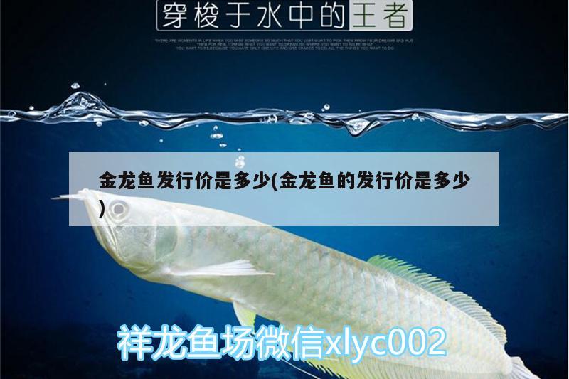 金龍魚發(fā)行價是多少(金龍魚的發(fā)行價是多少)