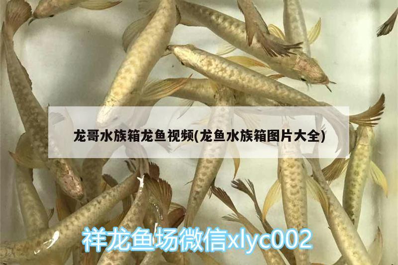 龍哥水族箱龍魚視頻(龍魚水族箱圖片大全)