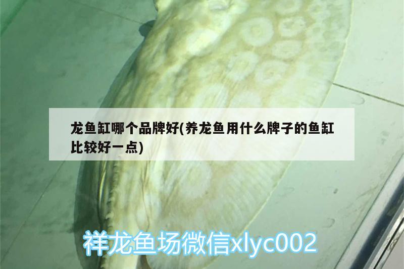 龍魚缸哪個(gè)品牌好(養(yǎng)龍魚用什么牌子的魚缸比較好一點(diǎn)) 麥肯斯銀版魚