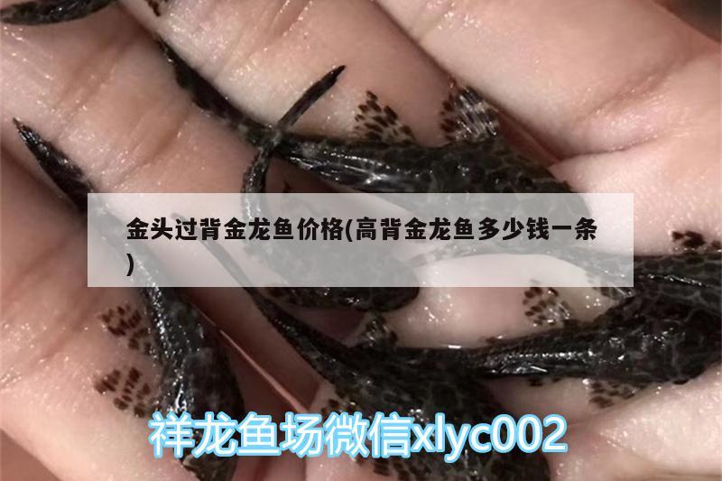 金頭過背金龍魚價格(高背金龍魚多少錢一條)