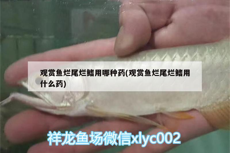 觀賞魚爛尾爛鰭用哪種藥(觀賞魚爛尾爛鰭用什么藥)