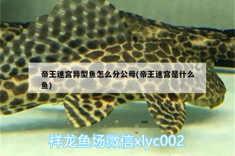 帝王迷宮異型魚怎么分公母(帝王迷宮是什么魚) 帝王迷宮