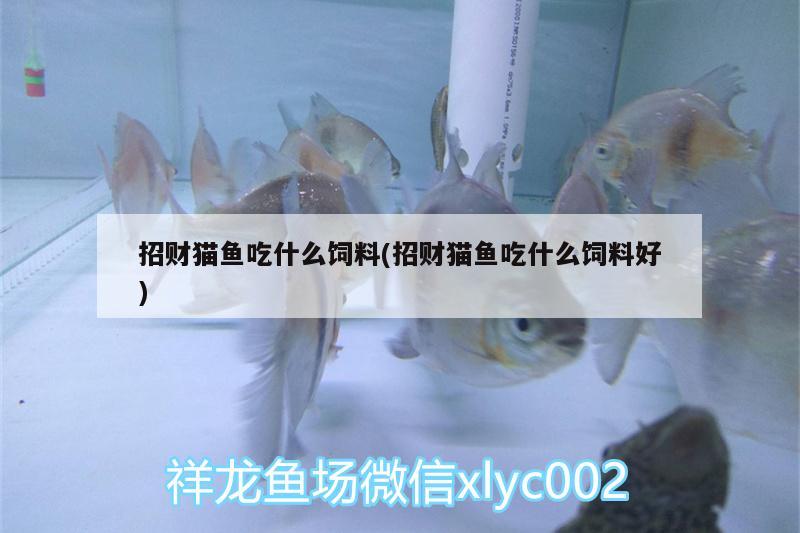 招財貓魚吃什么飼料(招財貓魚吃什么飼料好)