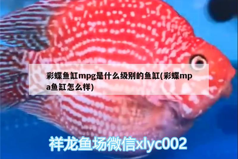 彩蝶魚缸mpg是什么級(jí)別的魚缸(彩蝶mpa魚缸怎么樣)