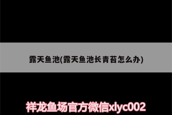 露天魚池(露天魚池長青苔怎么辦) 黑金魟魚