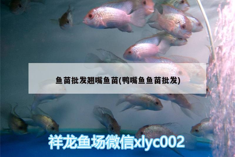 魚苗批發(fā)翹嘴魚苗(鴨嘴魚魚苗批發(fā))