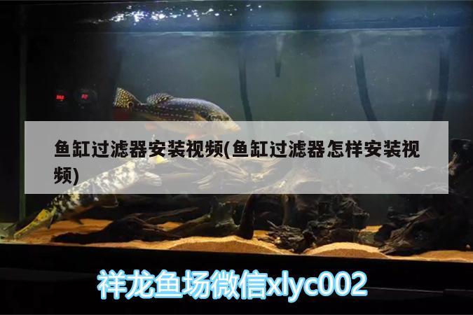 魚缸過濾器安裝視頻(魚缸過濾器怎樣安裝視頻) BD魟魚