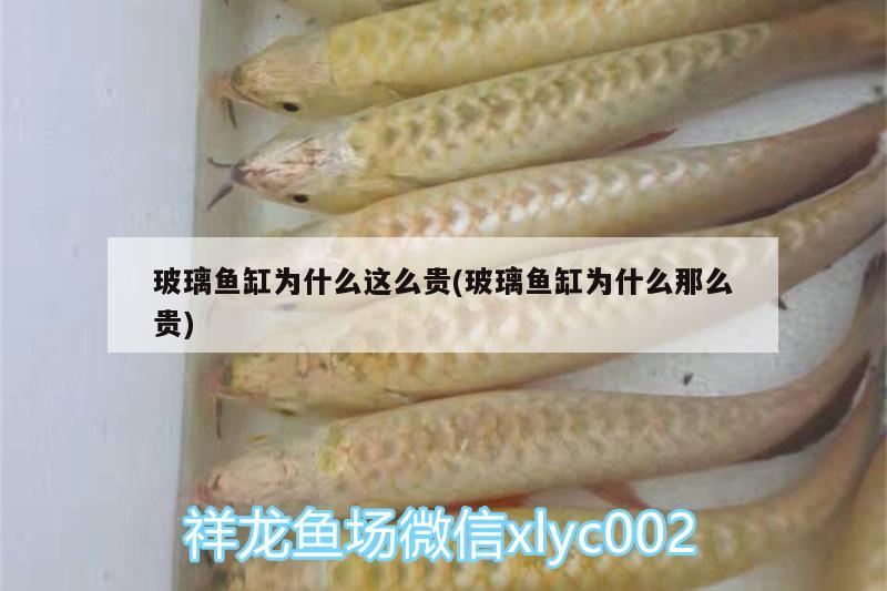 玻璃魚缸為什么這么貴(玻璃魚缸為什么那么貴)