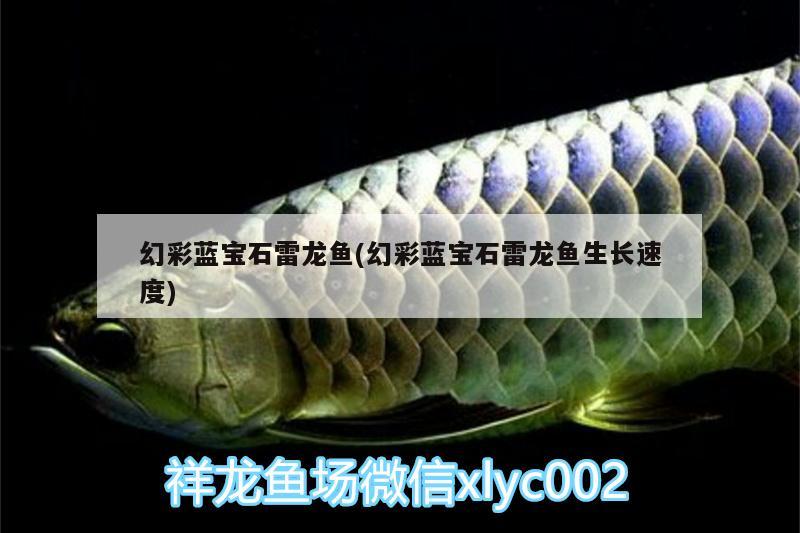 幻彩藍(lán)寶石雷龍魚(幻彩藍(lán)寶石雷龍魚生長速度)