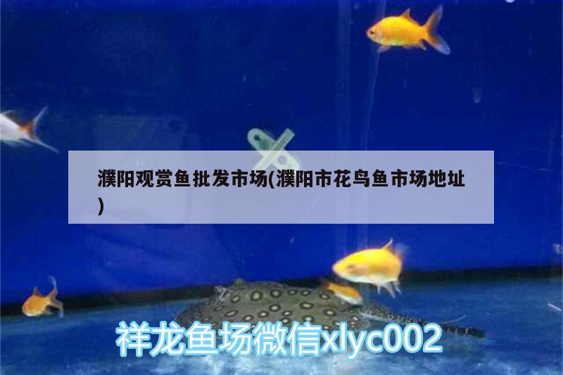 濮陽(yáng)觀賞魚(yú)批發(fā)市場(chǎng)(濮陽(yáng)市花鳥(niǎo)魚(yú)市場(chǎng)地址)