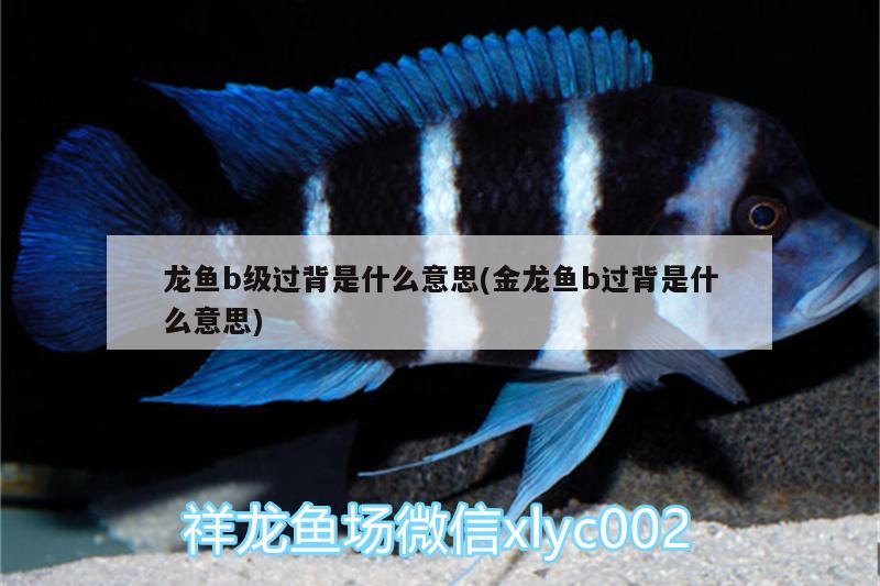 龍魚b級(jí)過背是什么意思(金龍魚b過背是什么意思)