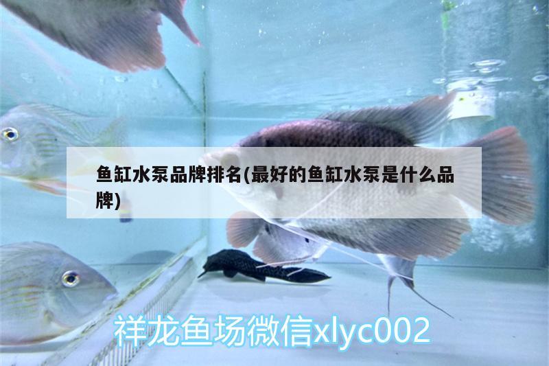 魚缸水泵品牌排名(最好的魚缸水泵是什么品牌)