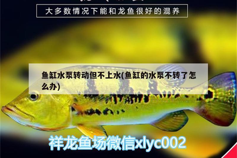 魚缸水泵轉(zhuǎn)動(dòng)但不上水(魚缸的水泵不轉(zhuǎn)了怎么辦)