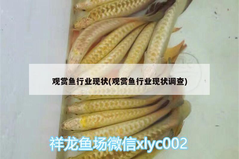 觀賞魚行業(yè)現(xiàn)狀(觀賞魚行業(yè)現(xiàn)狀調(diào)查)