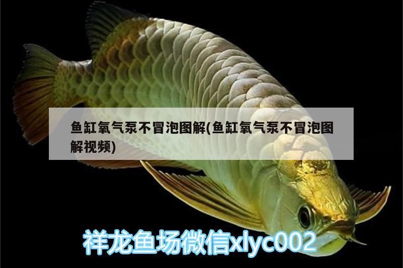 魚缸氧氣泵不冒泡圖解(魚缸氧氣泵不冒泡圖解視頻) 麥肯斯銀版魚